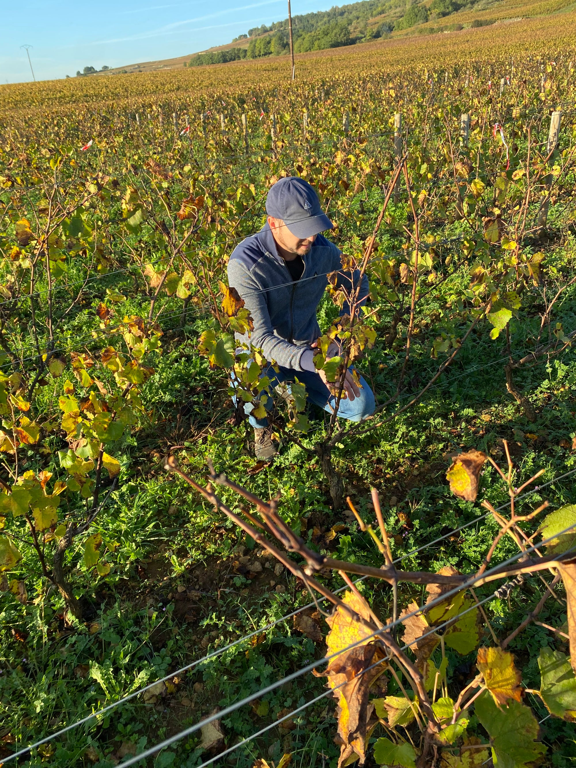 Spotlight on some of Burgundy's finest