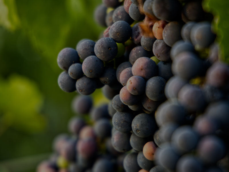 The Loire Valley: The Best Value Wines in France?