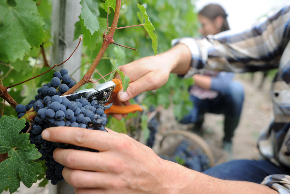 Uncommon & Rare Grapes: A Varietal Guide