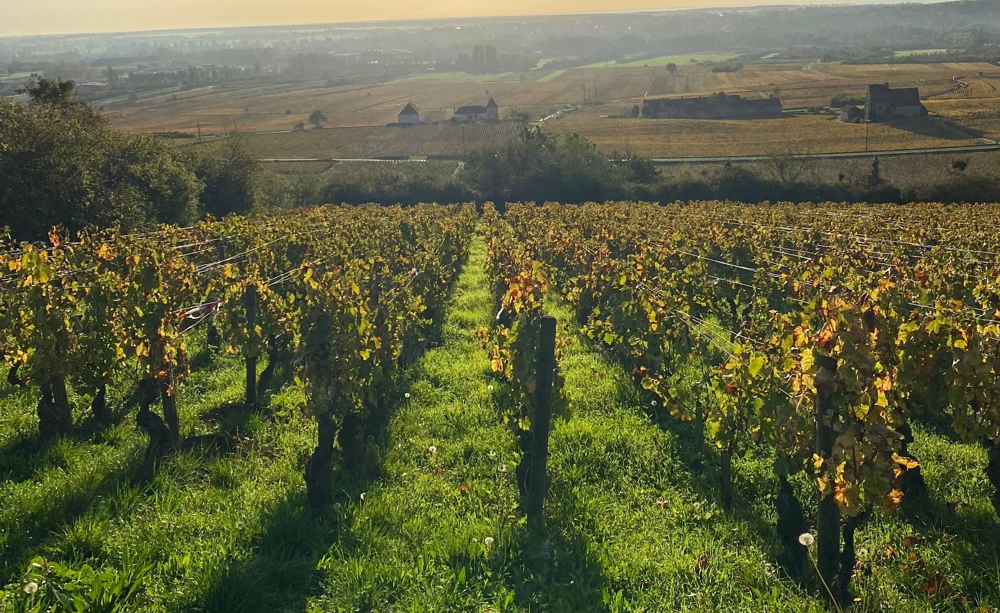 Sustainable Practices in Winemaking – A Deep Dive