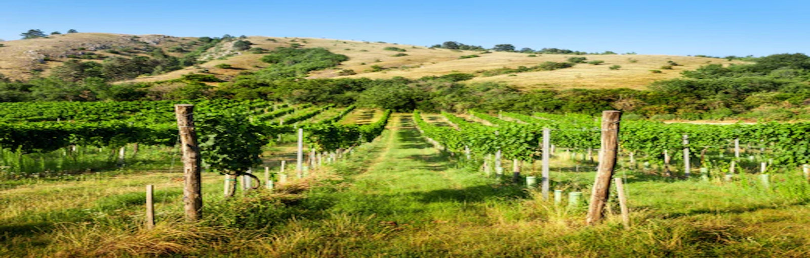 Wines of The Mediterranean