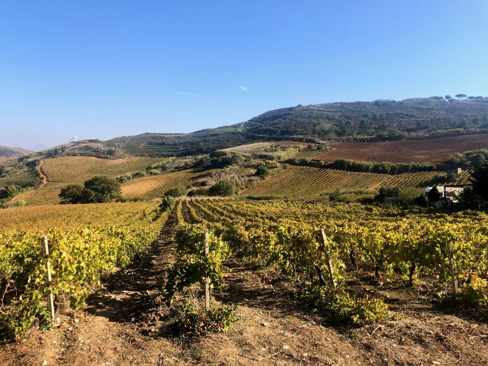 Biodynamic Wines Explained: What's The Hype? - Cave Bristol