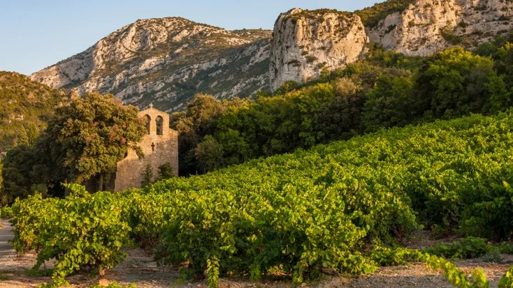 The Rise of Skin Contact wines